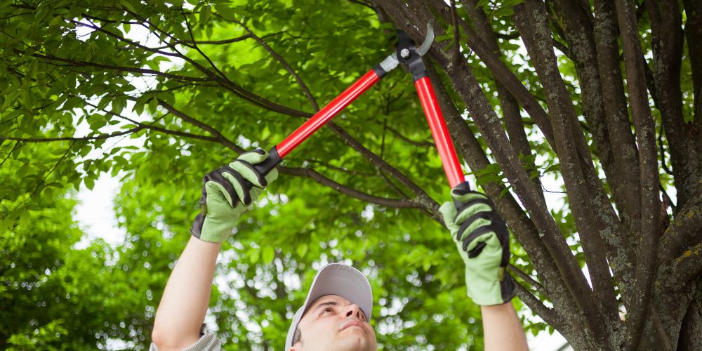 Yard Maintenance 8