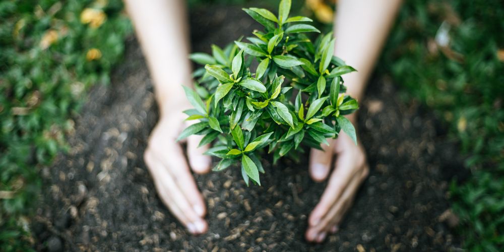 Landscaping Consulting 6
